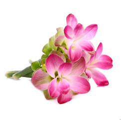 Curcuma sessilis flower isolate on white background.