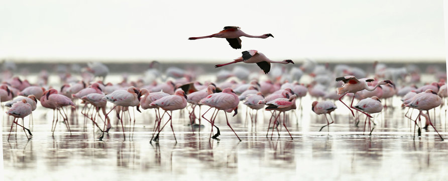 Fototapeta Colony of Flamingos on the Natron lake.Lesser Flamingo Scientific name: Phoenicoparrus minor. Tanzania Africa.