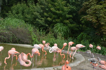Flaminigi  - Ostrawskie Zoo © jaceka
