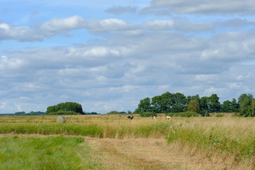 An der Hamme im Sommer in der Umgebung von Worpswede