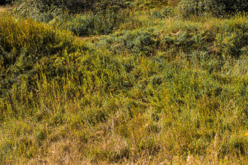 Obraz premium Landscape of hills with grass