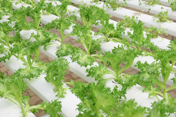 Fototapeta na wymiar Organic hydroponic vegetable farm growing in greenhouse