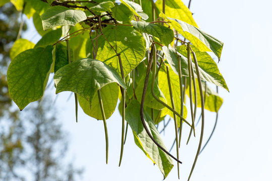 Nothern catalpa (Catalpa speciosa) seeds ripening on a treee branch