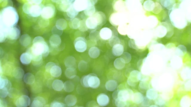 Swaying in the wind defocused bright summer sunny green background with bokeh and glares. Summer warm afternoon in canopy of trees