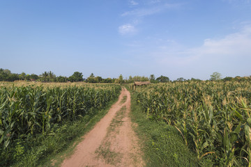 Fototapeta na wymiar A corn farm landscape under the blue sky with a dirt path cuts through green corns