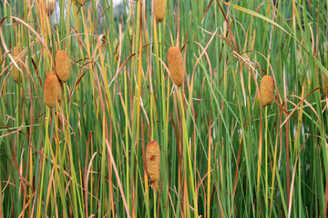 aquatic bulrush plants