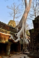 Fototapeta na wymiar Tree roots in Ta Prohm Temple (Cambodia)