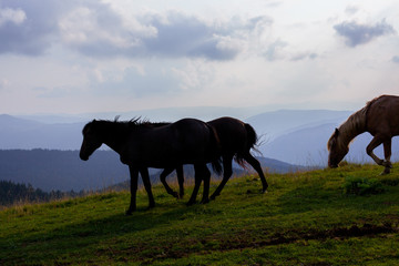 horse pasture in the mountains