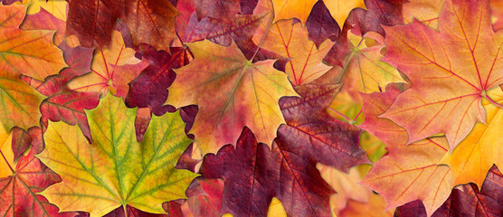 Naklejka na ściany i meble Background of autumn leaves. Autumn background