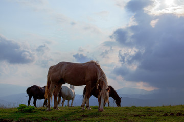Fototapeta na wymiar horse pasture in the mountains