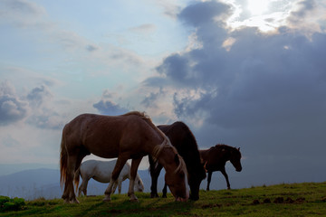 horse pasture in the mountains