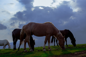 Fototapeta na wymiar horse pasture in the mountains