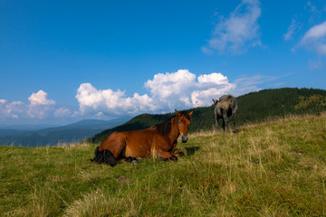 horse pasture in the mountains