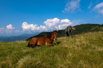 horse pasture in the mountains