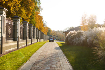 yellow tree, autumn background