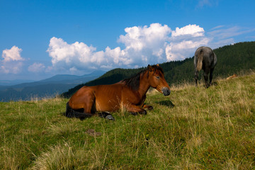 Obraz premium horse pasture in the mountains