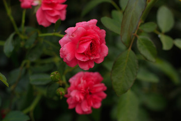 Flower nature garden