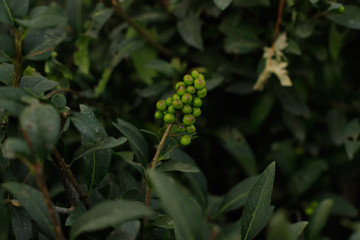 Flower nature garden