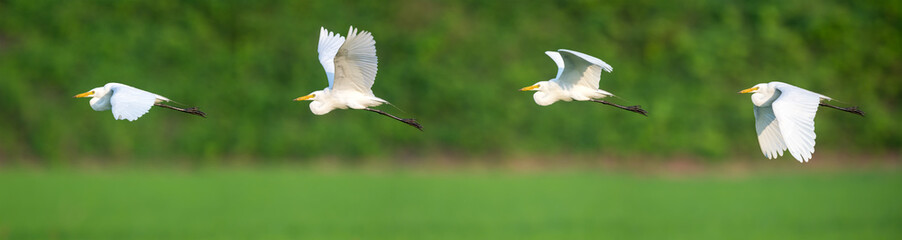 Little egret in flight