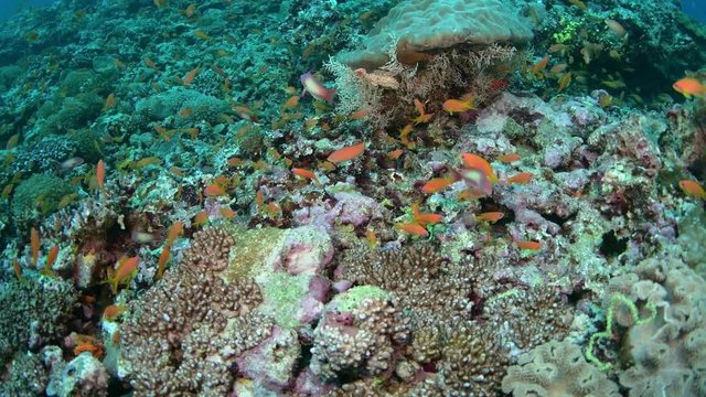 Beautiful colorful coral reef and tropical fish underwater in Maldives