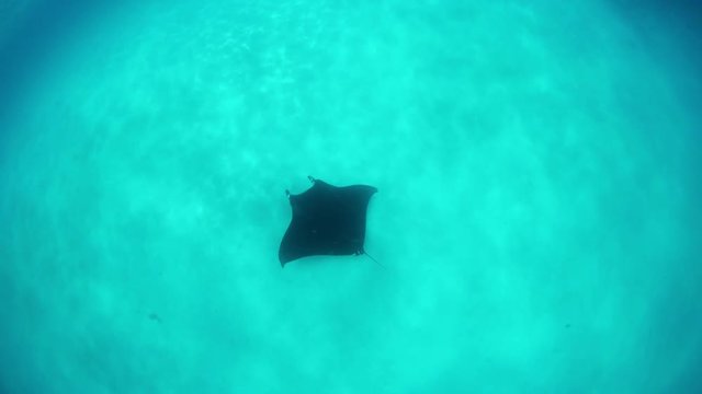 Manta Rays in Hanifaru bay, Maldives