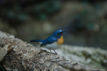 Hill Blue Flycatcher on a branch