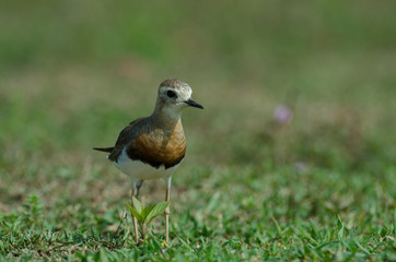 Oriental Plover (Charadrius veredus)