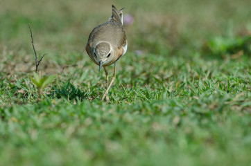 Oriental Plover (Charadrius veredus)