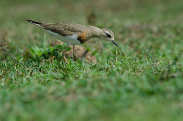 Oriental Plover (Charadrius veredus)
