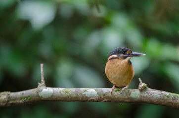 Blue-banded kingfisher (Alcedo euryzona