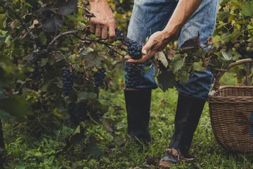 Fotobehang Wijngaard Man oogst zwarte druiven in de wijngaard