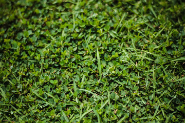 background of green grass