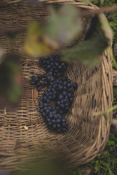 Black grapes in a wicker basket