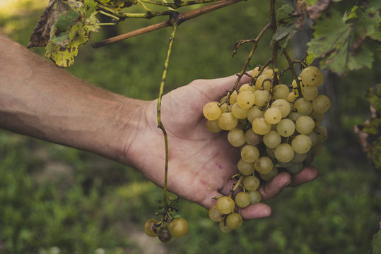 White grapes in male hand