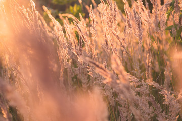 Summer grass flowers in bright gold shimmering twilight sunshine, blurred background as outdoor backdrop and copy space. Selective focus macro shot with shallow DOF