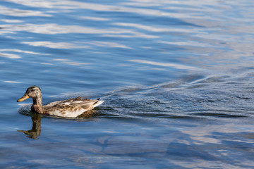 duck in the water
