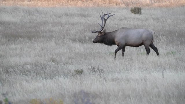 Elk on an Autumn Morning during the Fall Rut