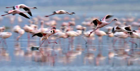 Fototapeta premium Colony of Flamingos on the Natron lake.Lesser Flamingo Scientific name: Phoenicoparrus minor. Tanzania Africa.