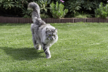 Silver Maine Coon hangover runs over green lawn in sunshine. - obrazy, fototapety, plakaty