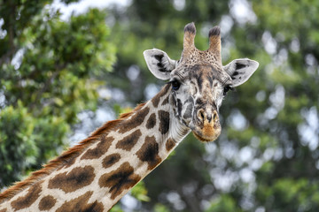 giraffe