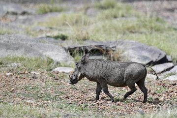 warthog in the savannah of africa