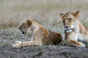 Lion