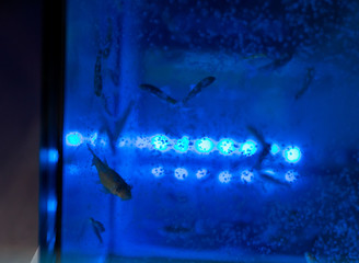 Naklejka premium fish spa in blue water tank
