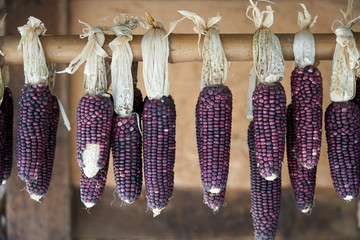 Drying Corn Use Korean Style With Hang
