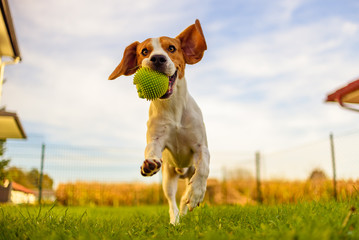 Beagle-Hundespaß im Garten im Freien laufen und springen mit Ball in Richtung Kamera
