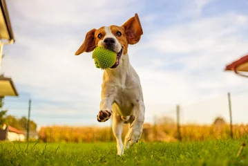 Fotobehang Hond Beagle hondenplezier in de tuin buiten rennen en springen met bal richting camera