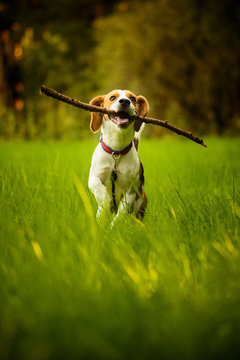 Beagle dog fun on meadow in summer outdoors run and jump with stick in mouth fetching towards camera