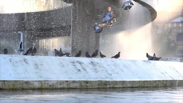 pigeons that bathe in the fountain