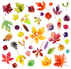 
Watercolor autumn leaves