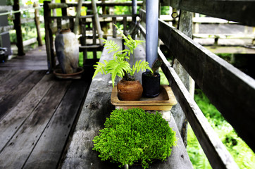 Three types of plants are arranged in a small garden corner at the old wooden house terrace in the country house.